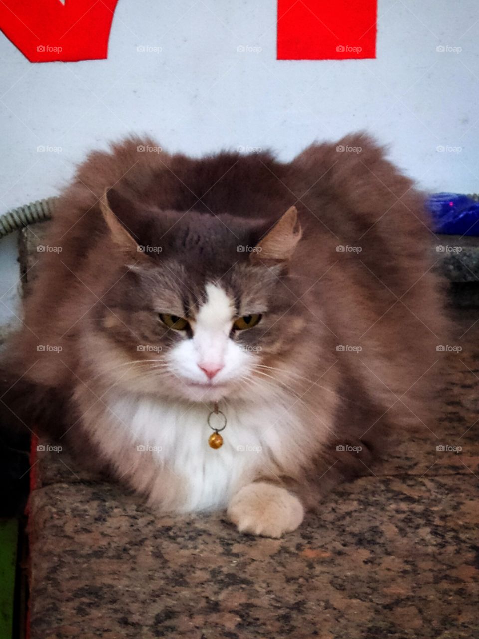 The cat is lying on the porch.  Cat's fur on the neck in the form of a white heart