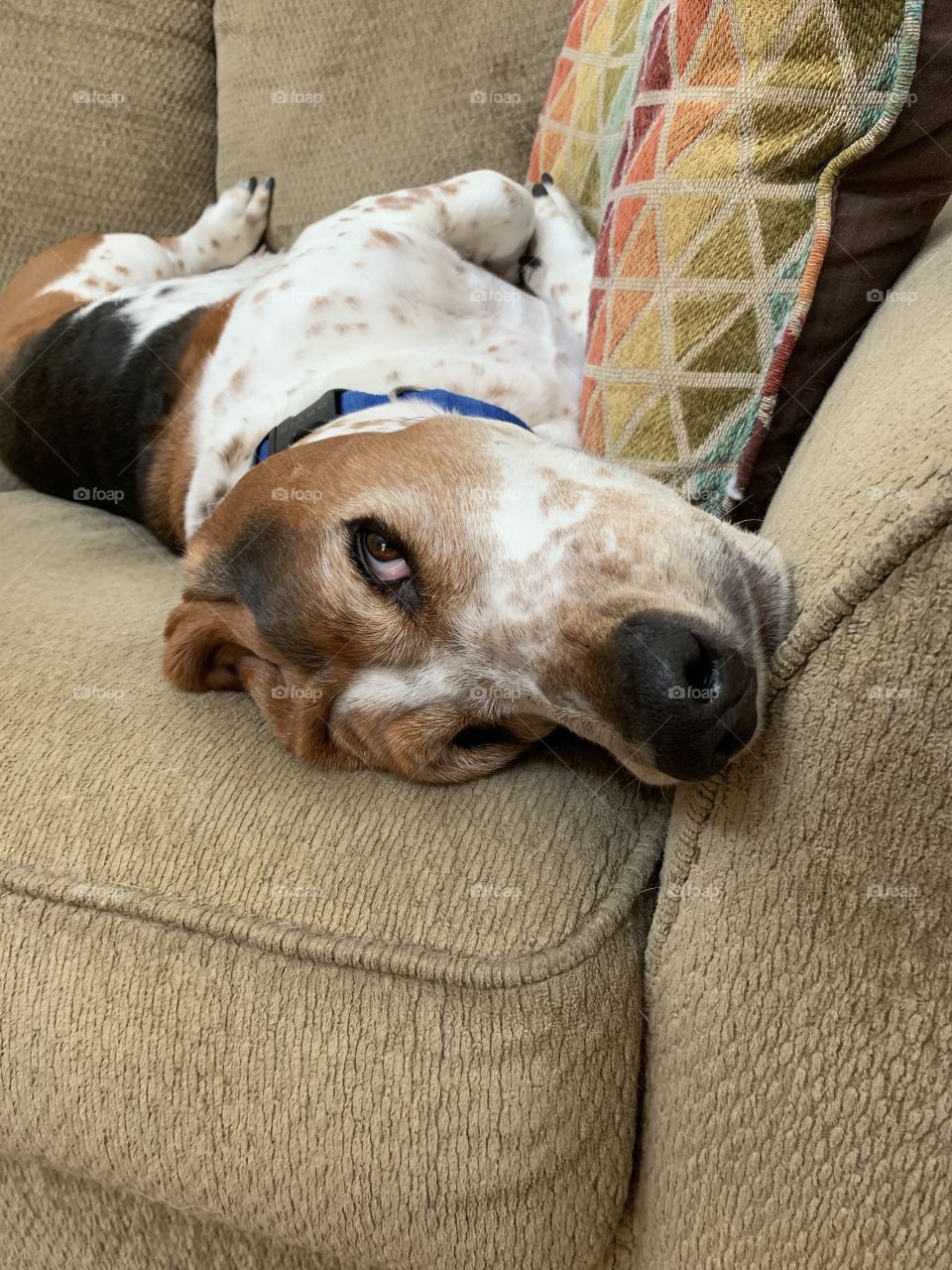 Beagle face