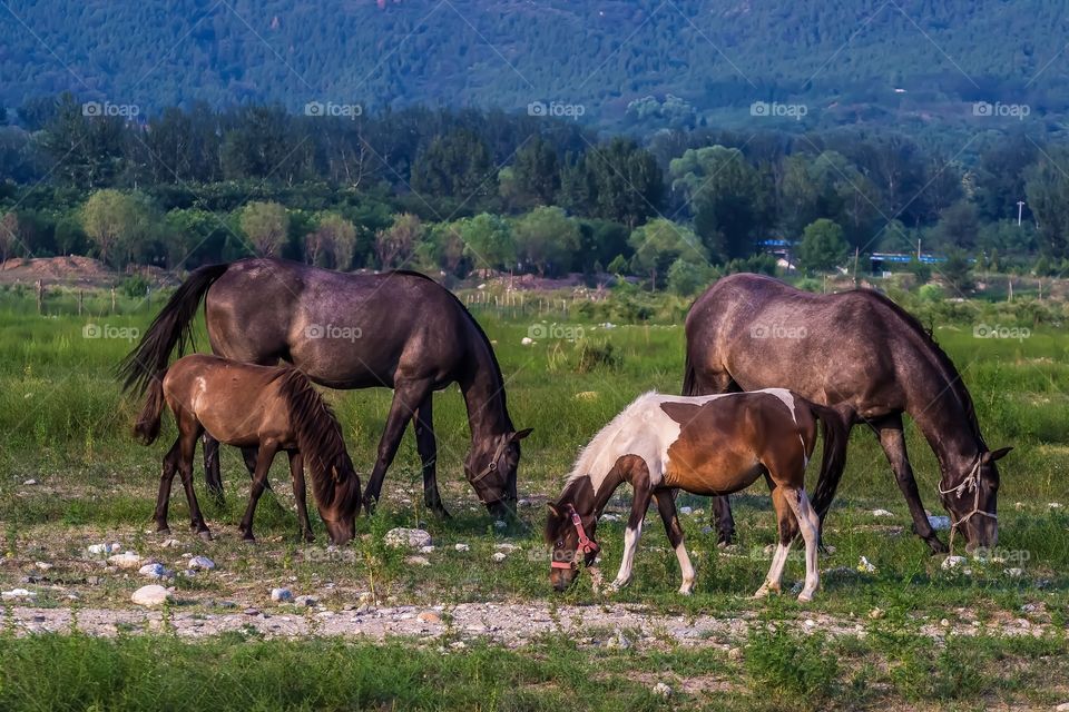 Female horses and their foals.