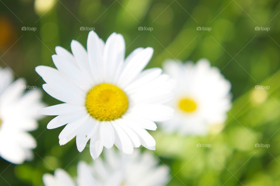 Blurred Flower . A picture of a blurred white flower in a garden during the summer. 