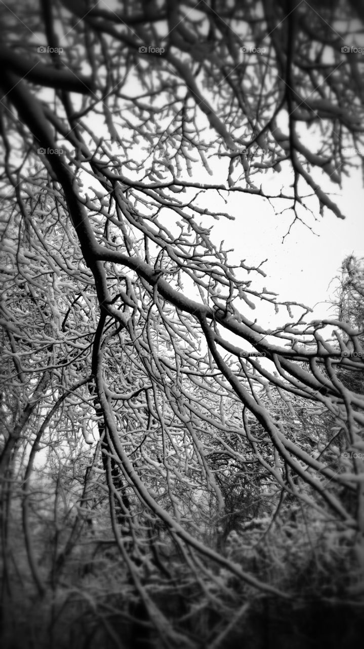 winter tree with snow