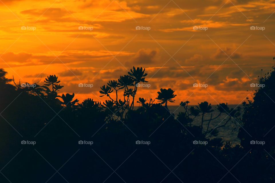 Dramatic sky over silhouetted plants and lake