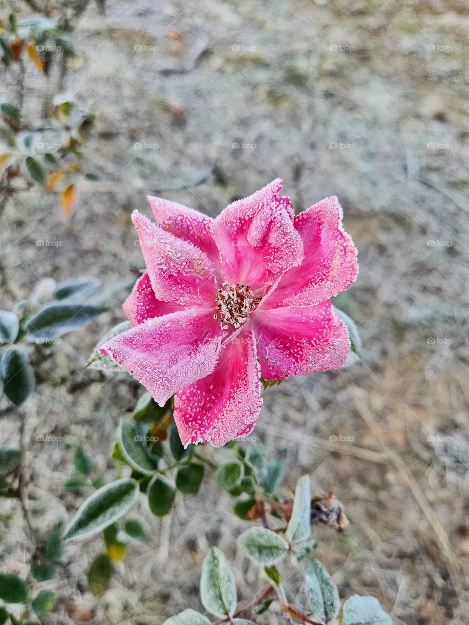 Frost Bite