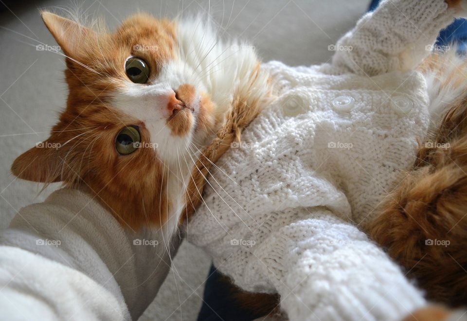 cat pet in sweater funny portrait in the hands person