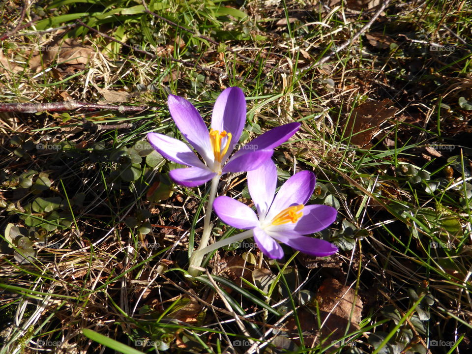 Crocus flowers