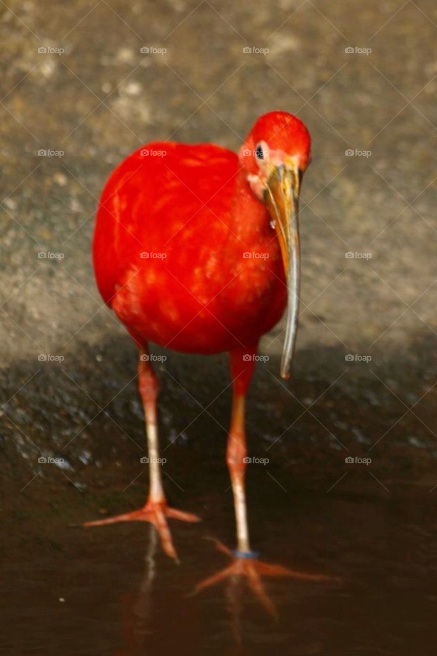 nature red bird by eastegg18