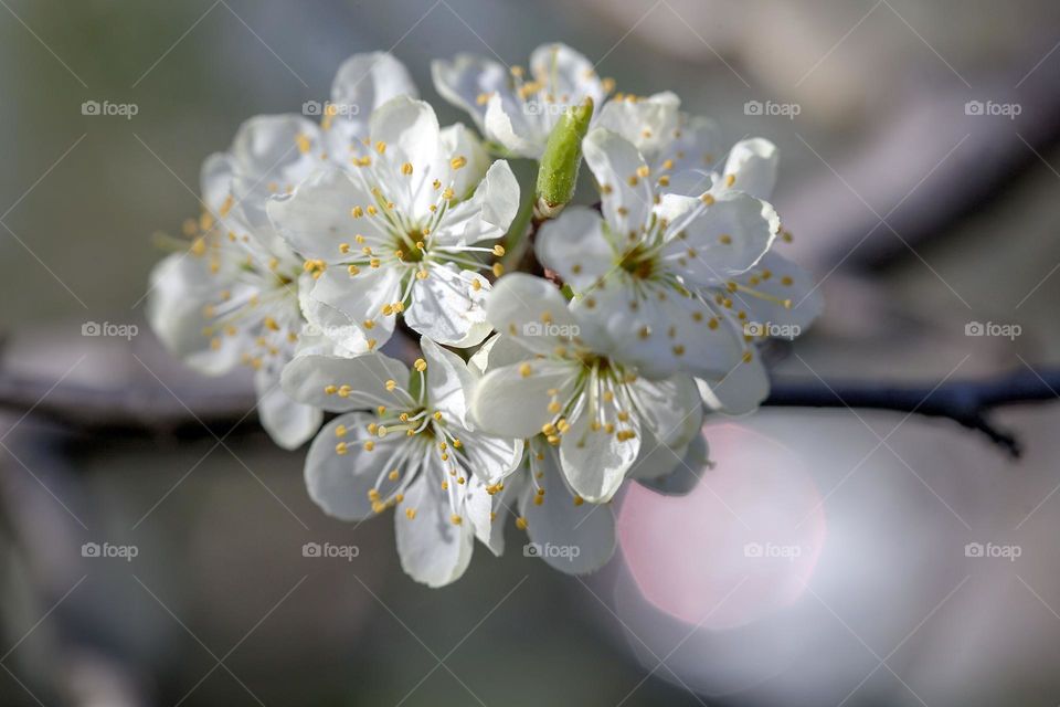 Spring, flowering trees, spring tenderness background.