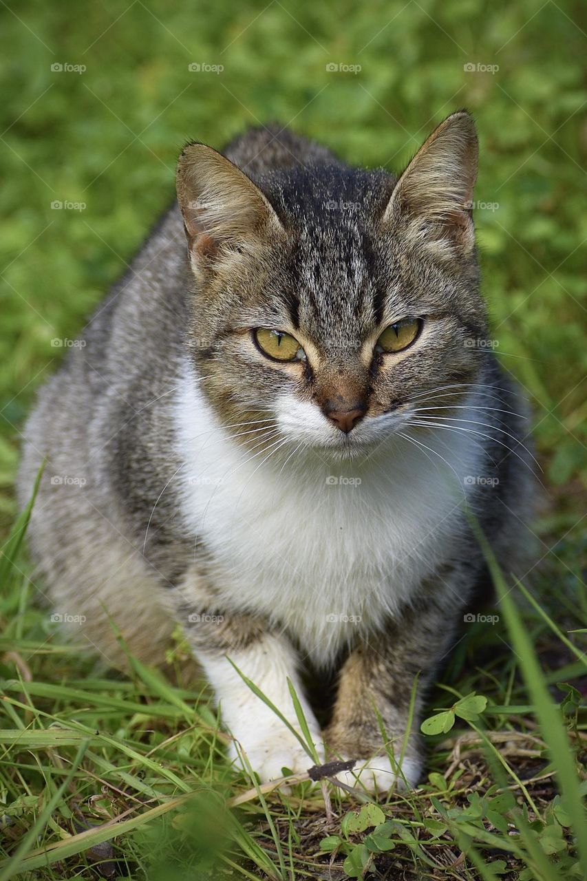 Cat in nature 