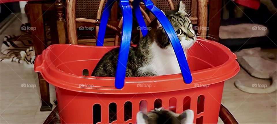 “Roukey”, the charming tomcat lives in a beautiful house in “Bavaria” that has lots of interesting places for him to explore, hide in or hang out in such as this simple red plastic basket. 2023. Hypnotic Productions