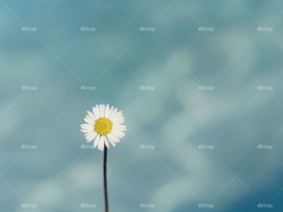 Close up of daisy flower