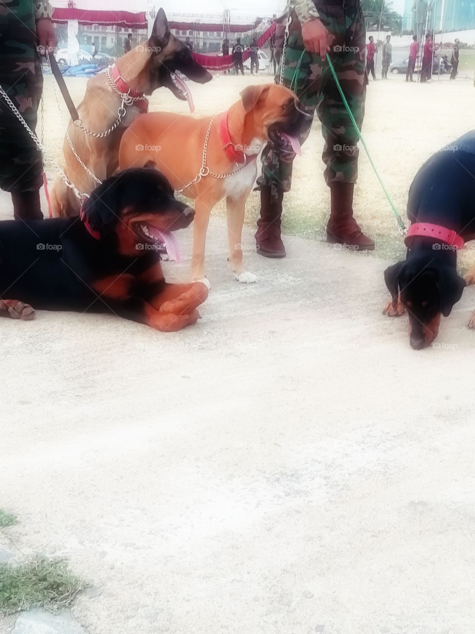 Rottweiler /doberman /boxe and GS.. Love them all ❤️❤️❤️❤️