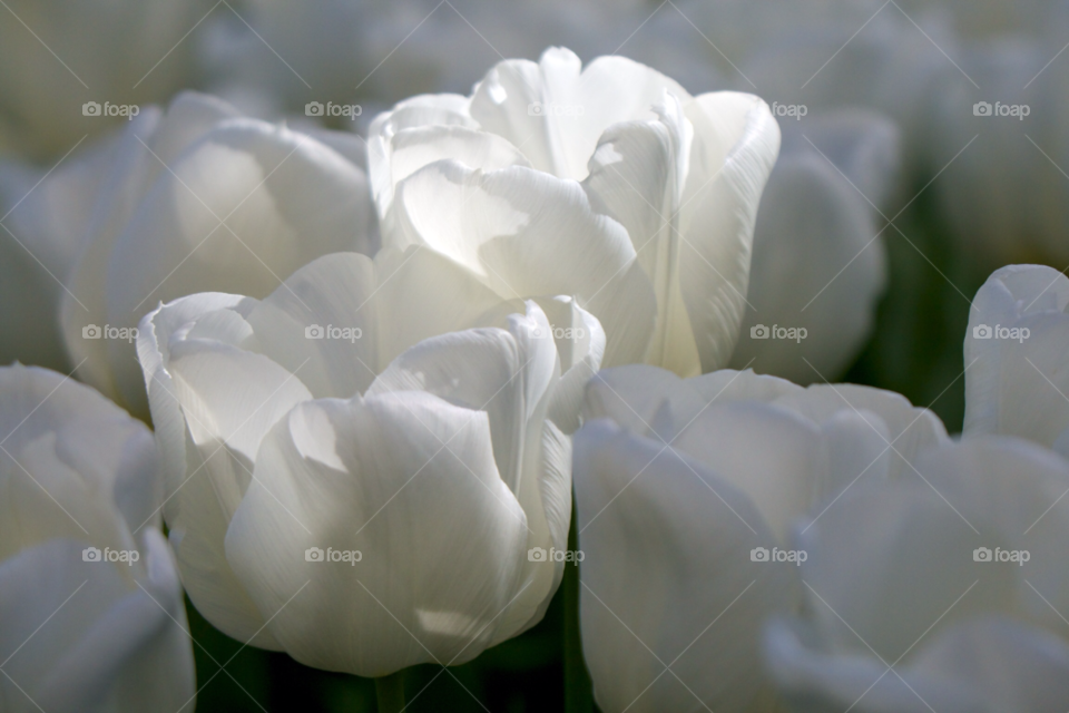 Blooming white tulips