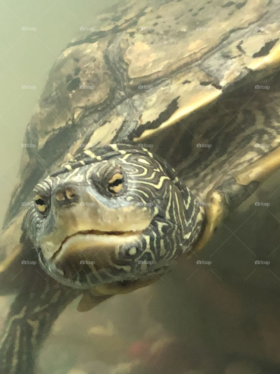 Sweet turtle Tamara splash in a photo. She’s a map turtle