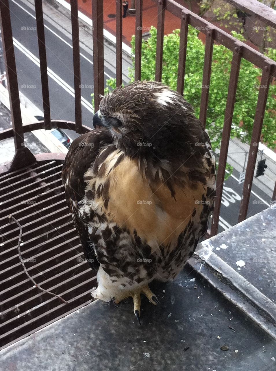 Redtail Hawk Chick