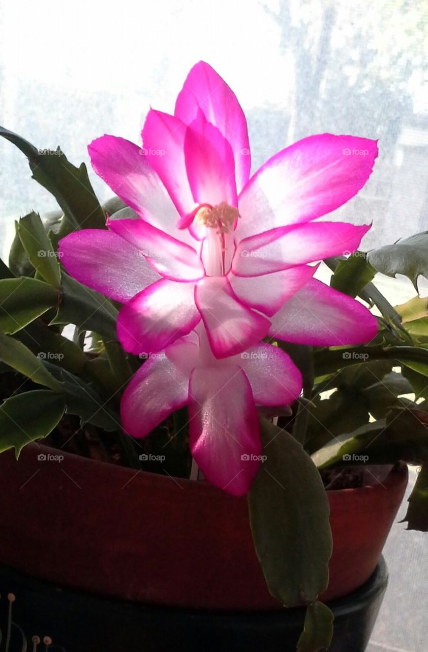 Christmas Cactus