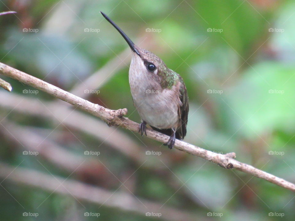 Female Ruby-Throated Hummingbird