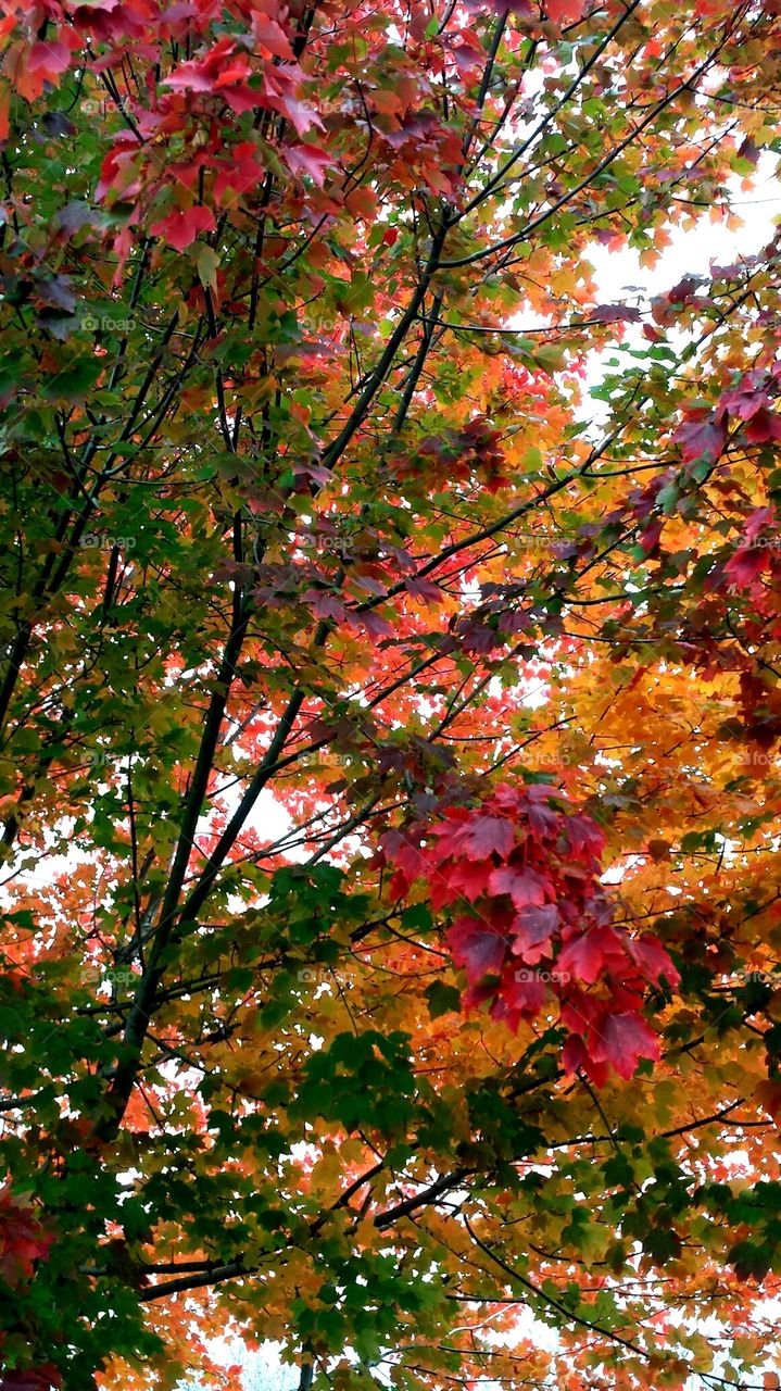 Leaves changing color in autum