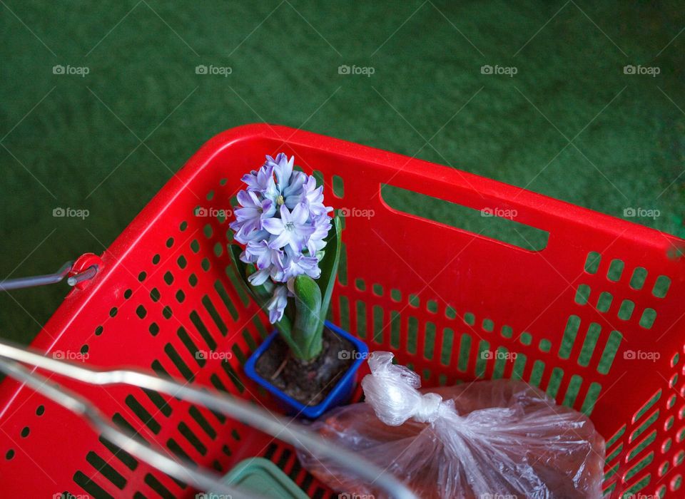 flower in a picture in a pot hyacinth purple