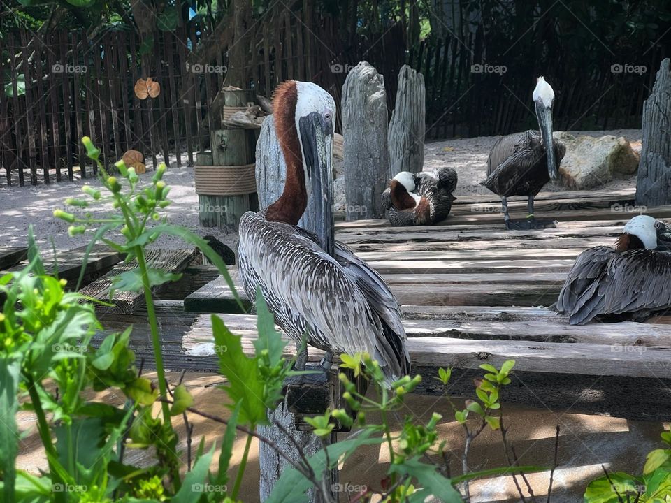 Pelicans just being pelicans 