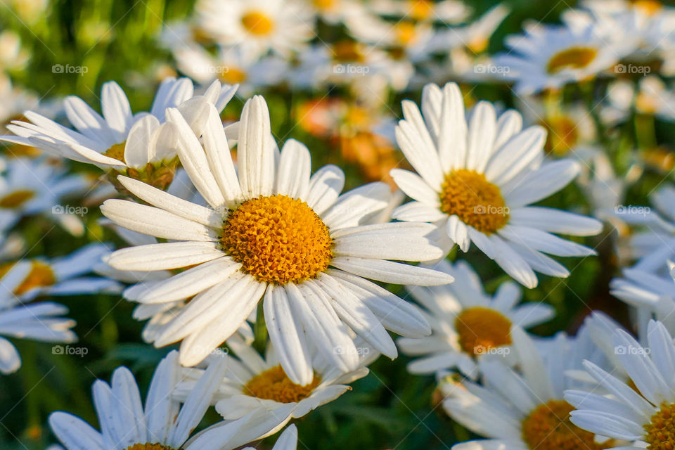 Chamomile or camomile, family Asteraceae