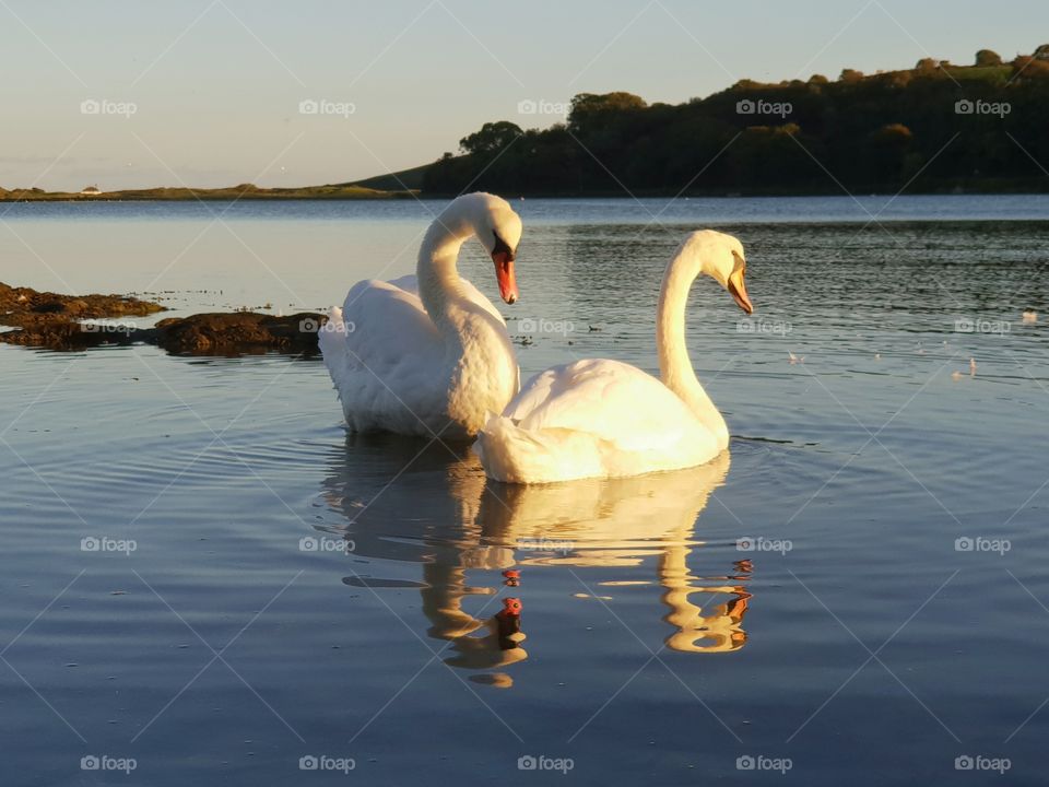 2 swans in a lake in Ireland