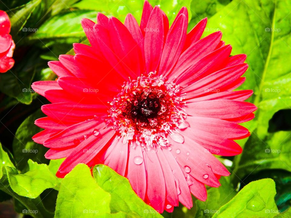 Gerbera Daisy. Photo of s gerbil floral after a rain shower.