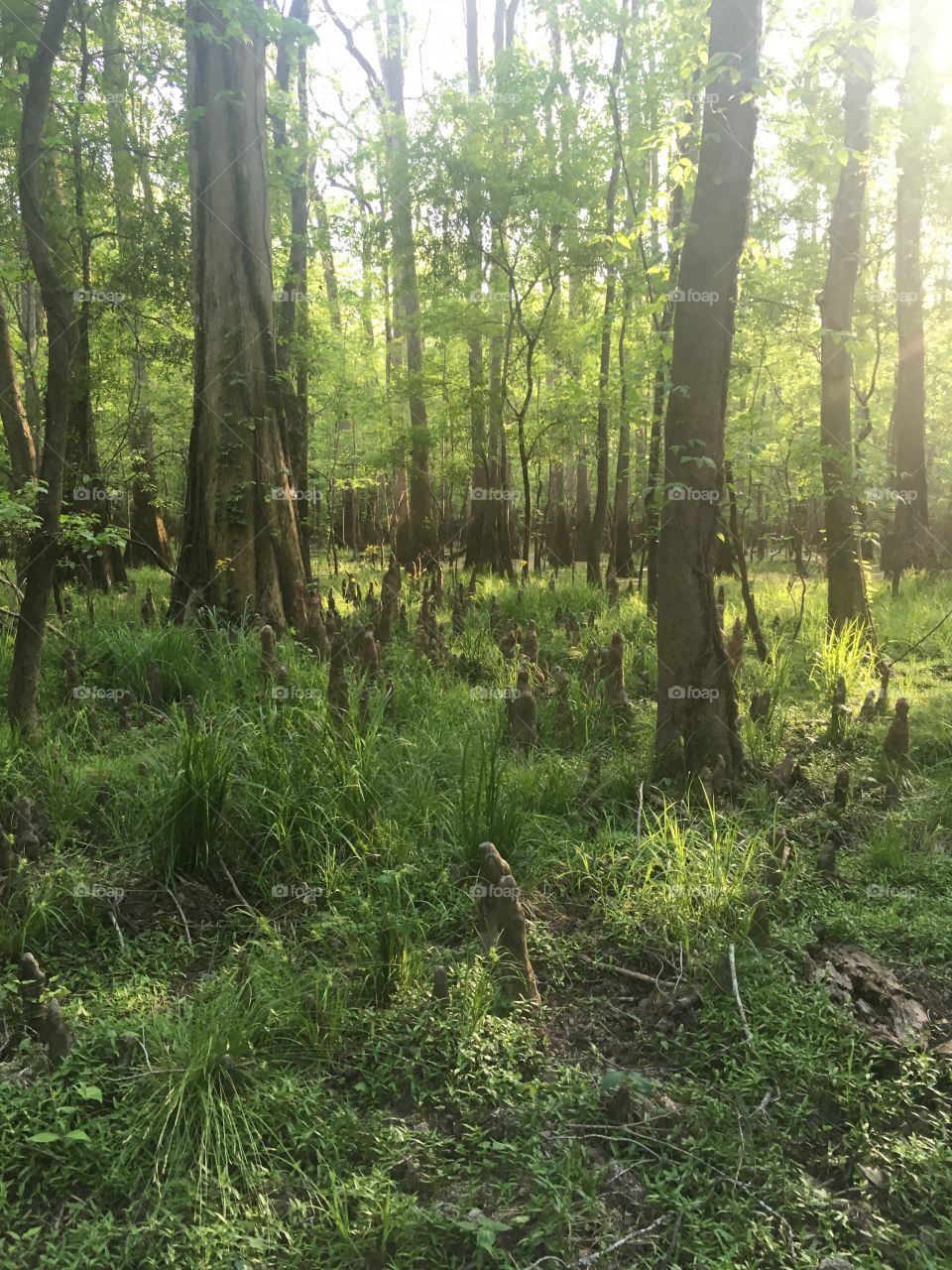 Light on the cypress 