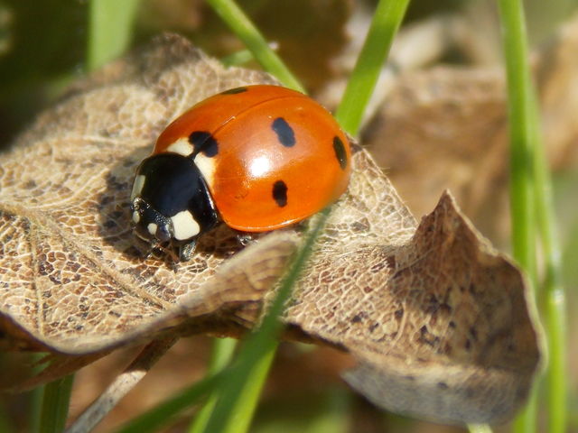 animal