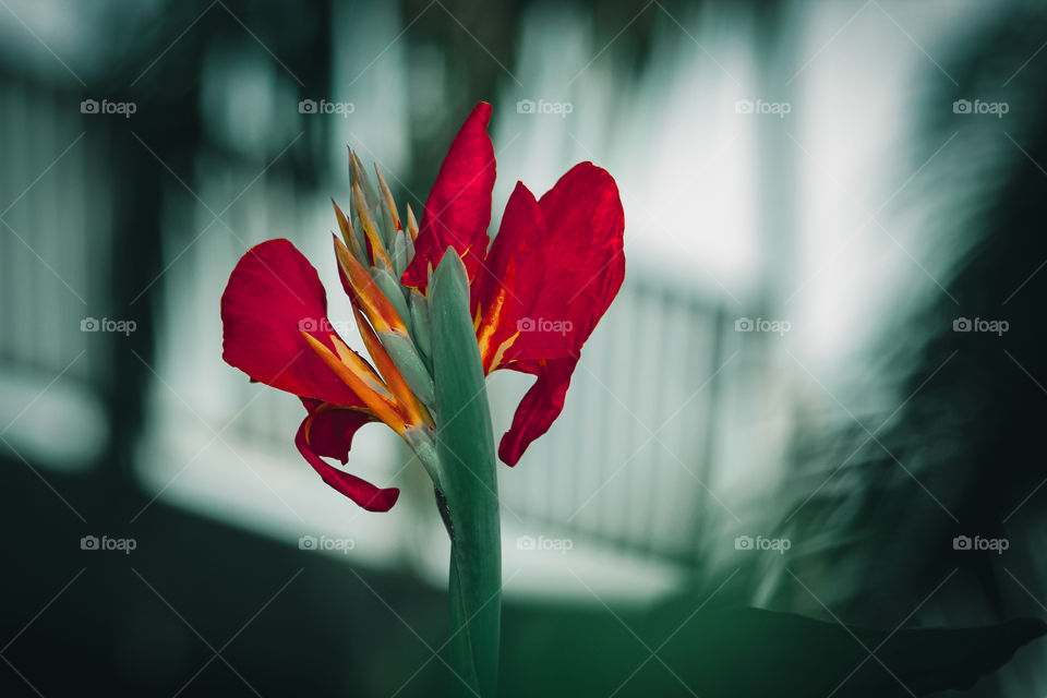 Flower at Semanggi Garden