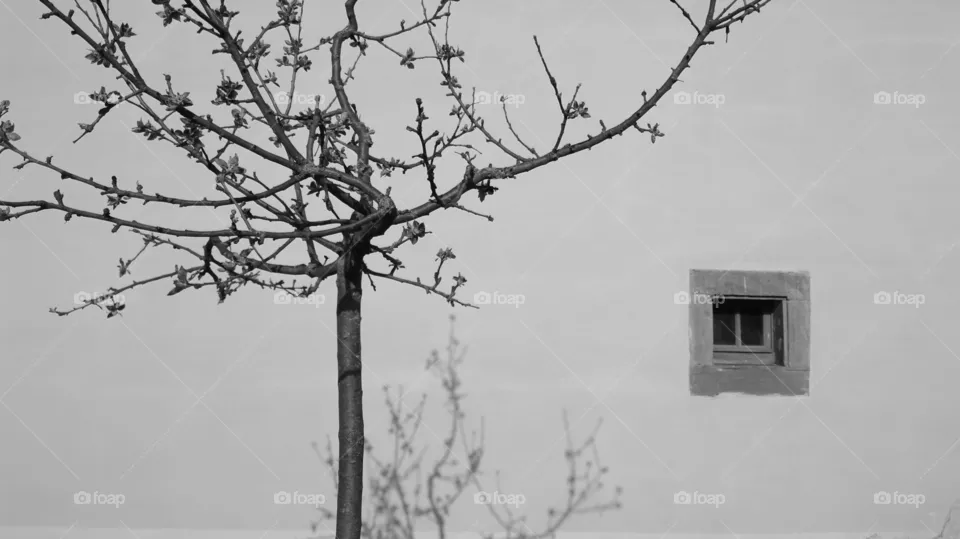 Window