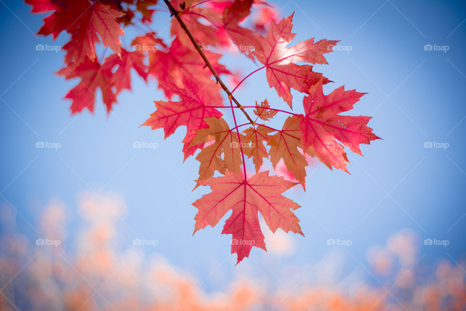 Red maple leaves with a blue sky in the background