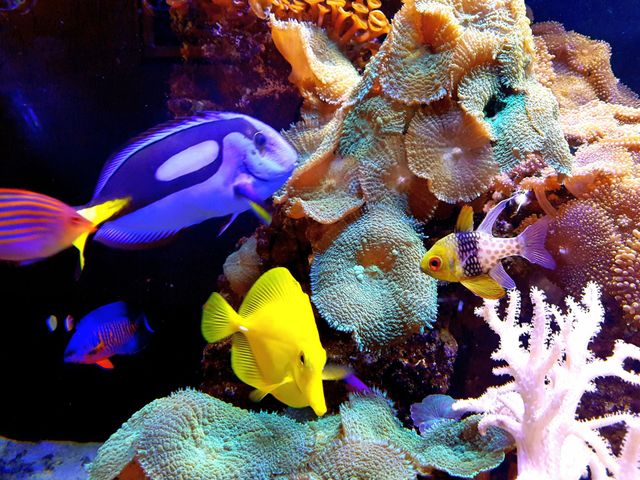 Colorful fish
