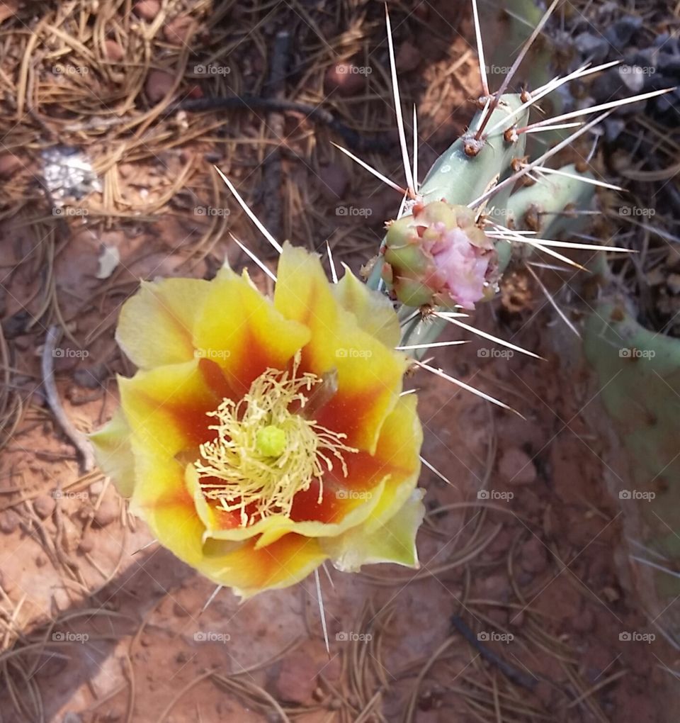 prickly pear cactus flower