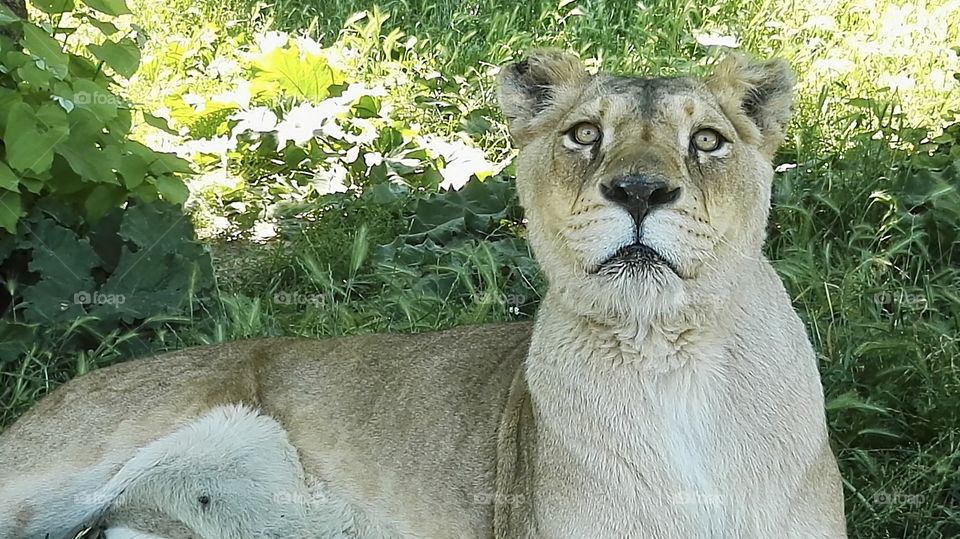 Female lion looking at camera 