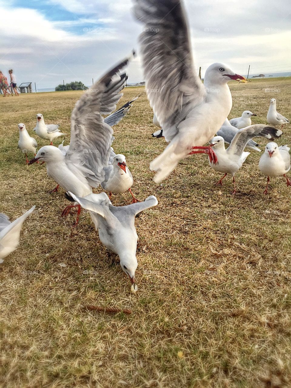 Feeding the birds, Australia 