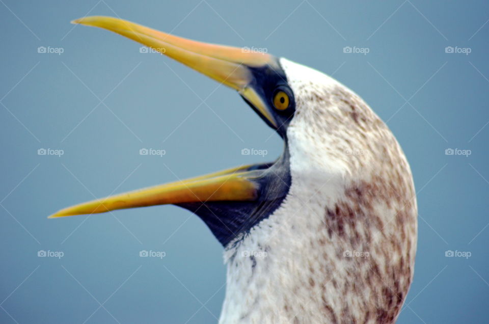 Close view of the seabird named Masked Booby.