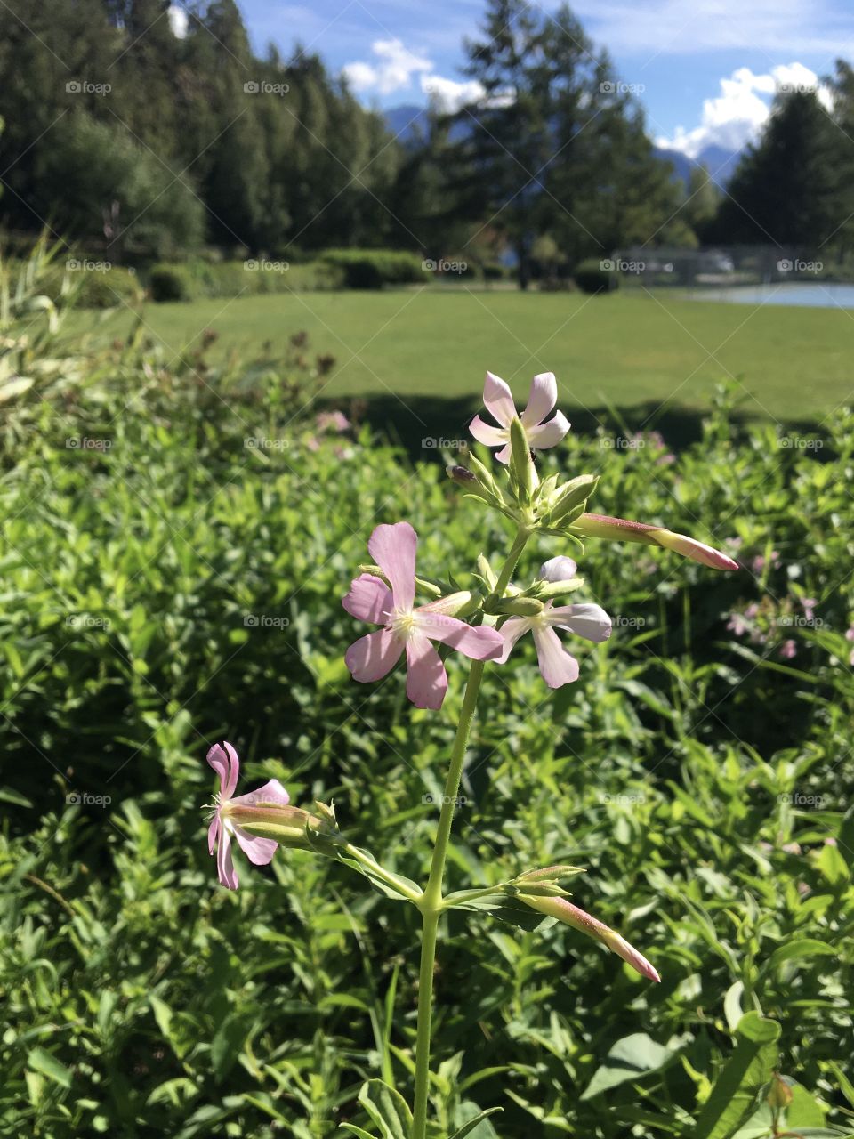 Soapworts : wild flower in the Alps