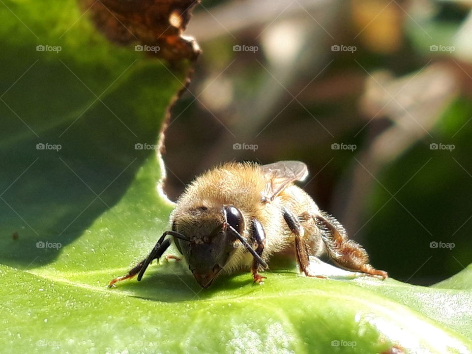 bee