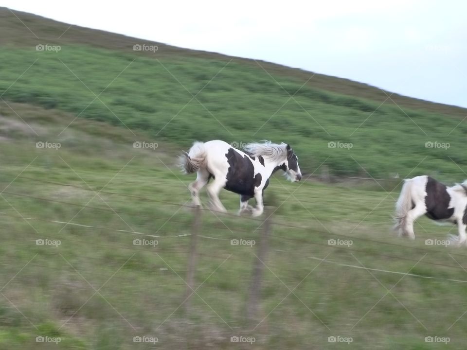 Running horse at speed
