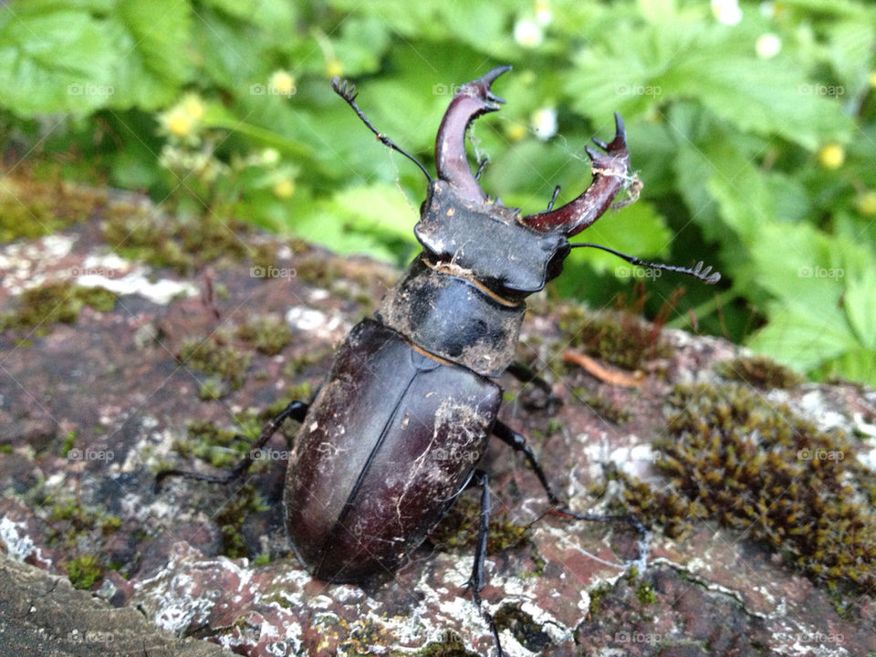 garden beetle stag by sydphoto