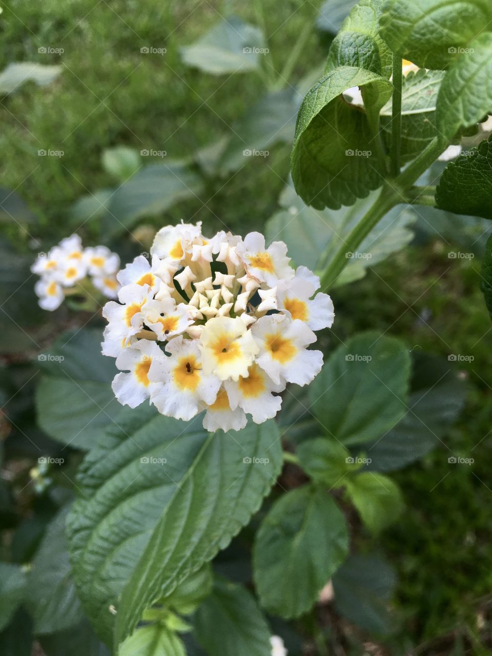 🌹 🇺🇸 Very beautiful flowers to brighten our day.  Live nature and its beauty. Did you like the delicate petals? / 🇧🇷 Flores muito bonitas para alegrar nosso dia. Viva a natureza e sua beleza. Gostaram das pétalas delicadas? 