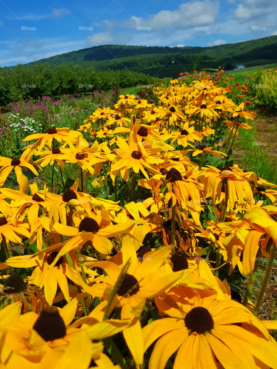 View of a flowering field