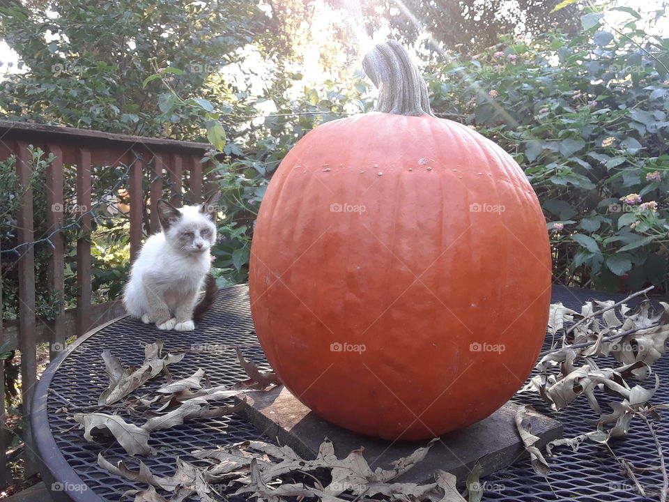 Cat Pumpkin