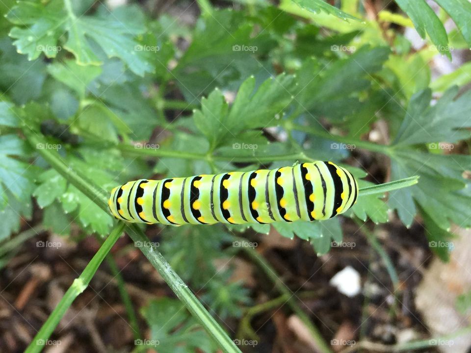 Swallowtail caterpillar munching parsley.