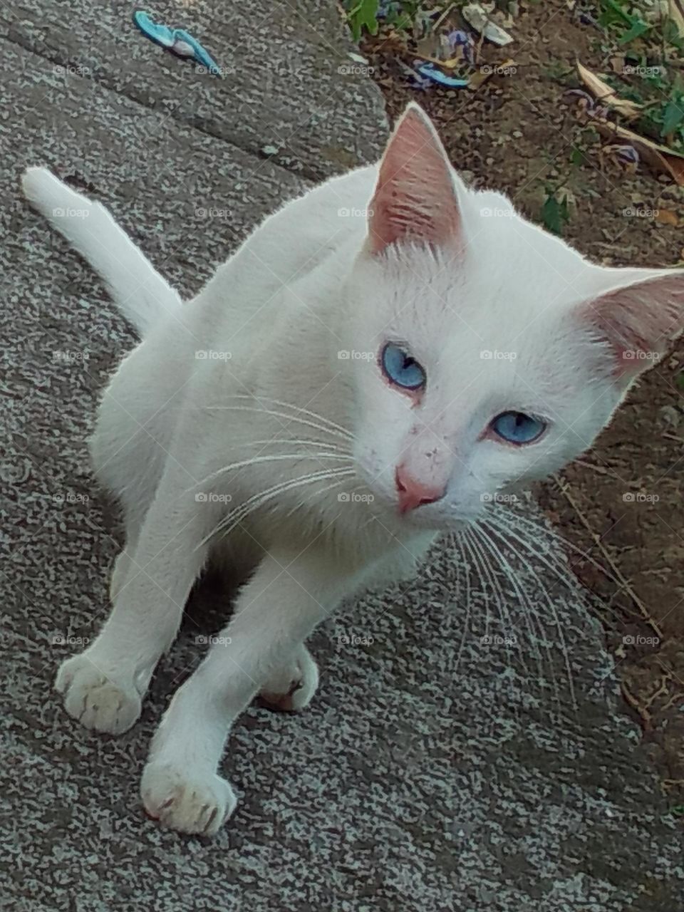 White cats are some of the rarest, making up only about 5% of the total cat population! With their striking snow-white coats, they look dazzling and very unusual and their diamond eye