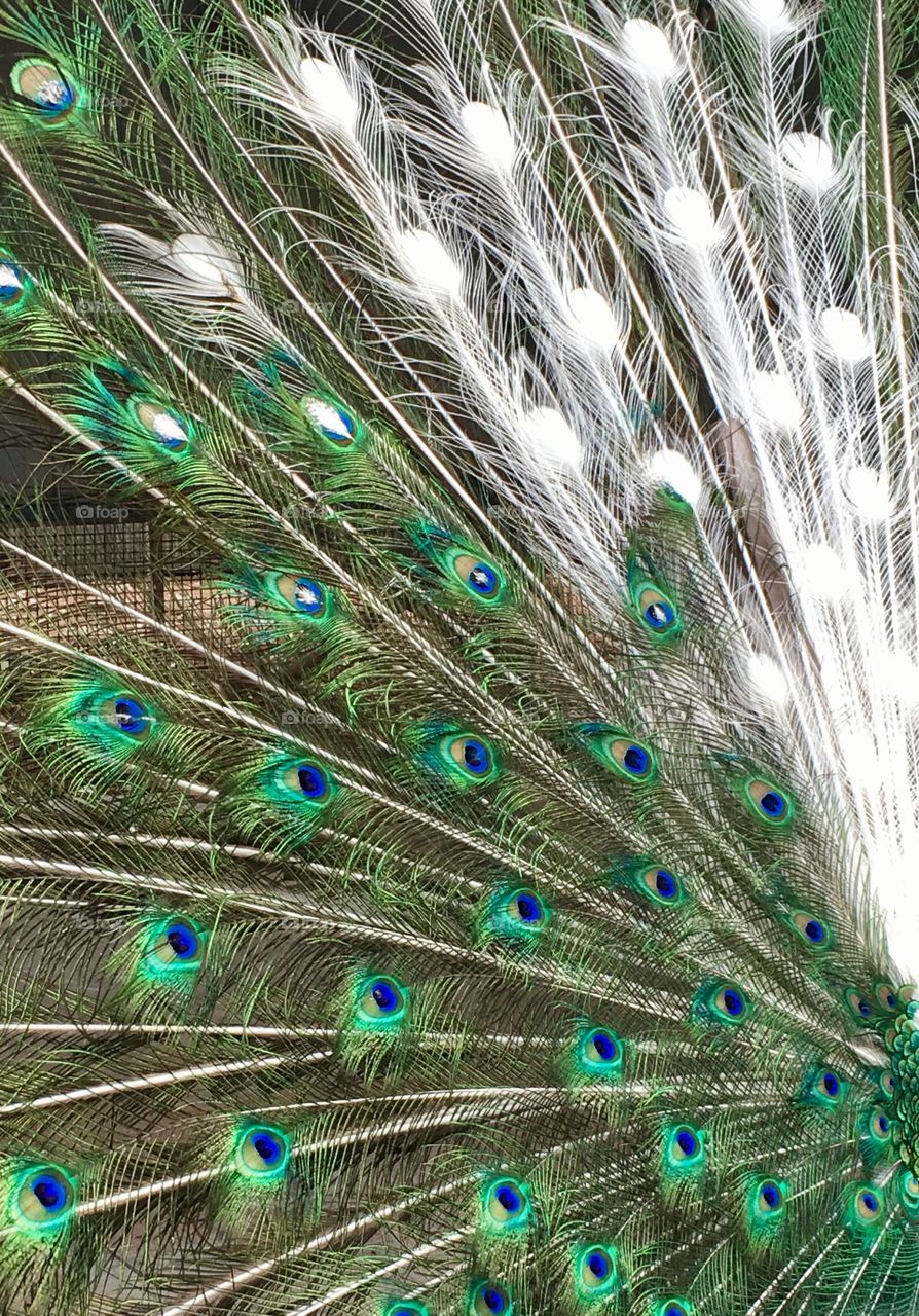 Closeup background artistic view of peacock and its feathers 