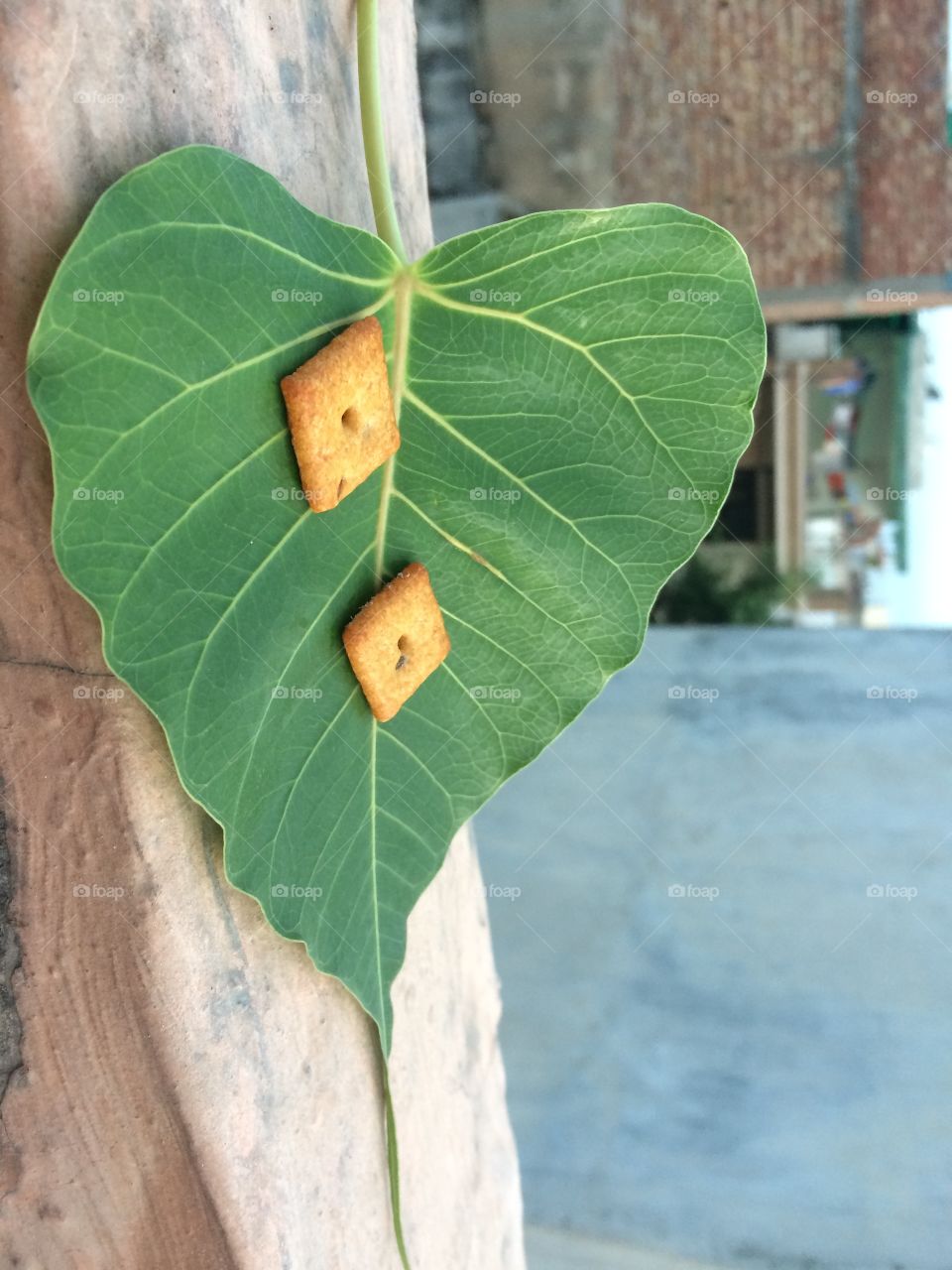 Cookies on leaf