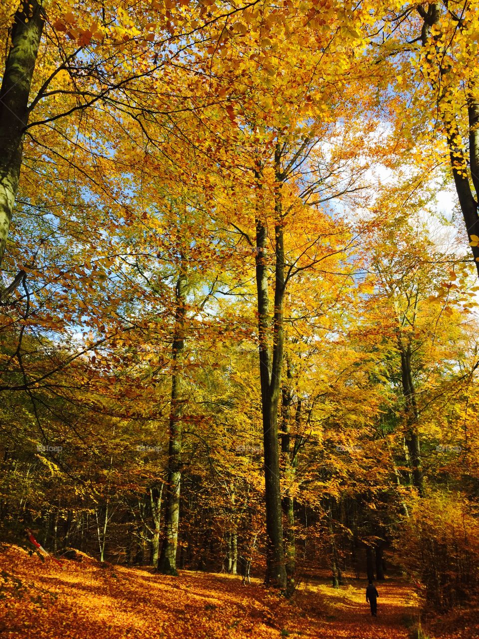 Trees in forest during autumn