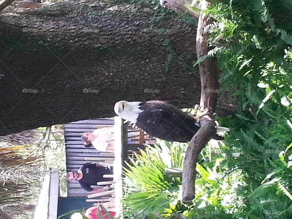 Beautiful  Eagle. 1