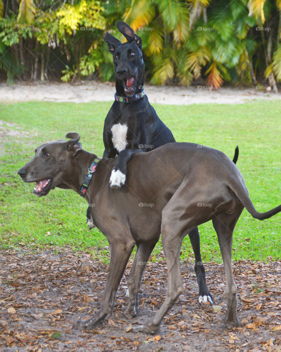 Happy dogs playing around